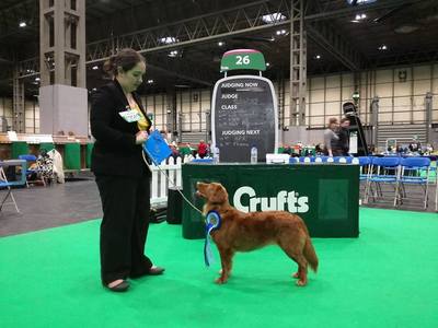 Toller CRUFTS 2019 - Amy 2nd Special Working Gundog Class